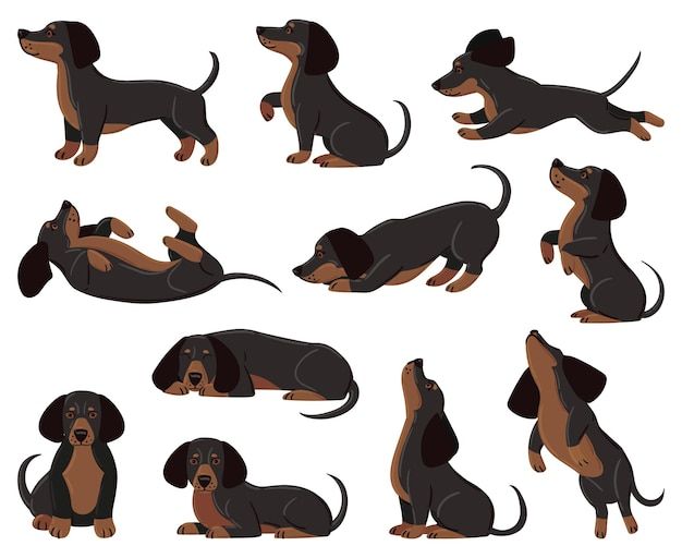 cute dachshund wallpapers 0009