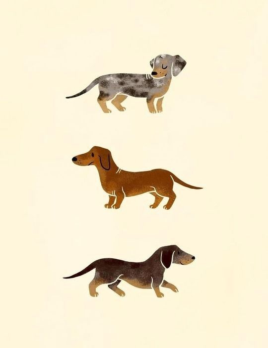 cute dachshund wallpapers 0013