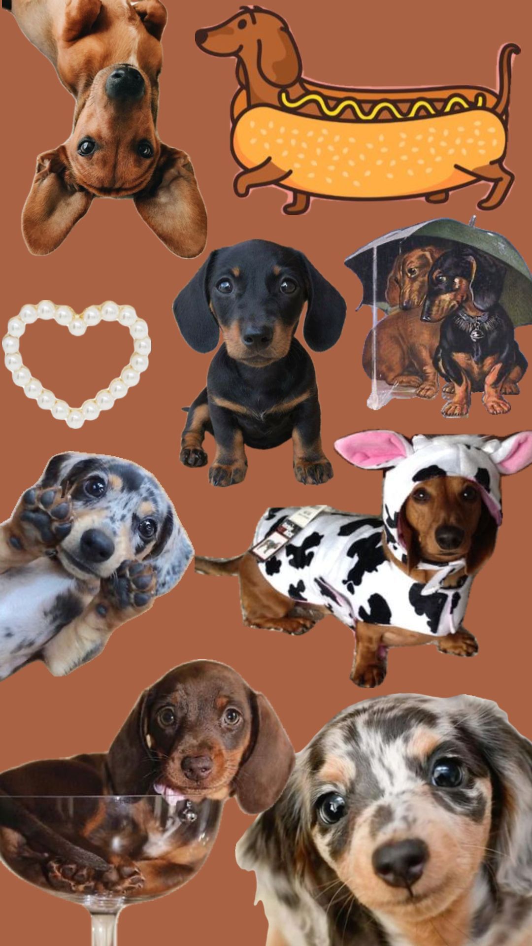 cute dachshund wallpapers 0016