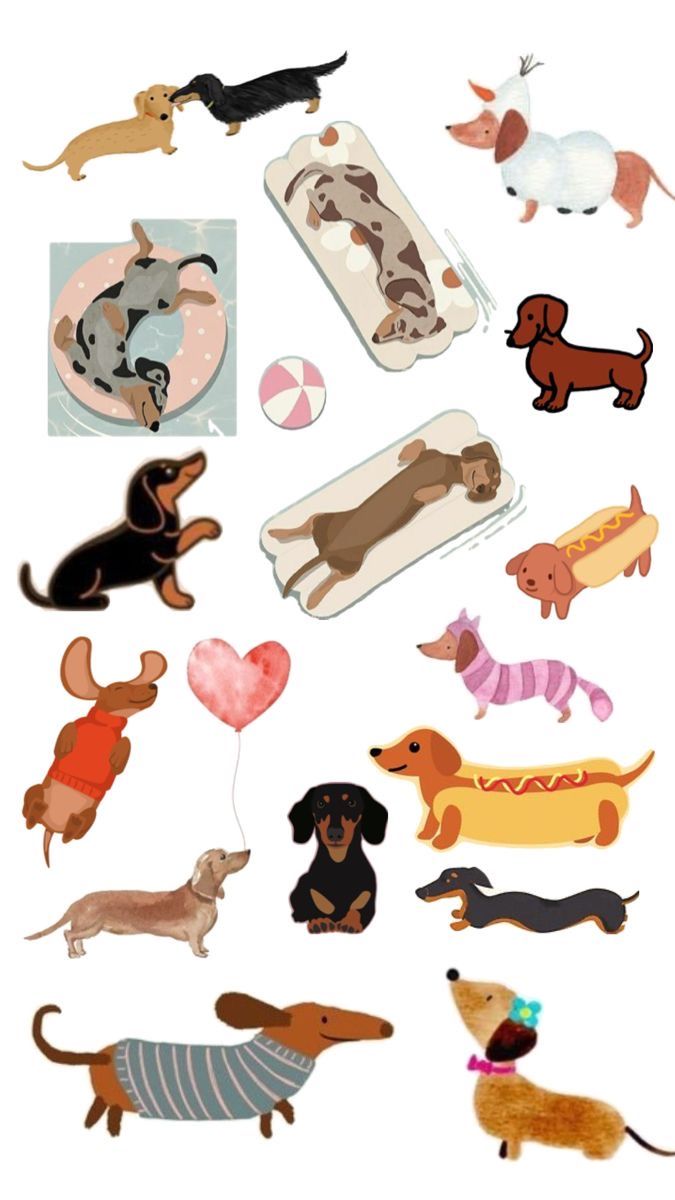 cute dachshund wallpapers 0023