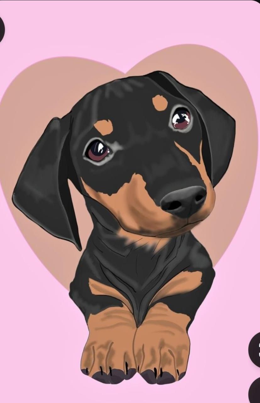 cute dachshund wallpapers 0032