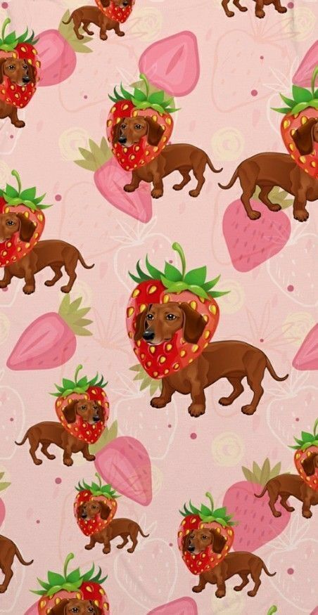 cute dachshund wallpapers 0037