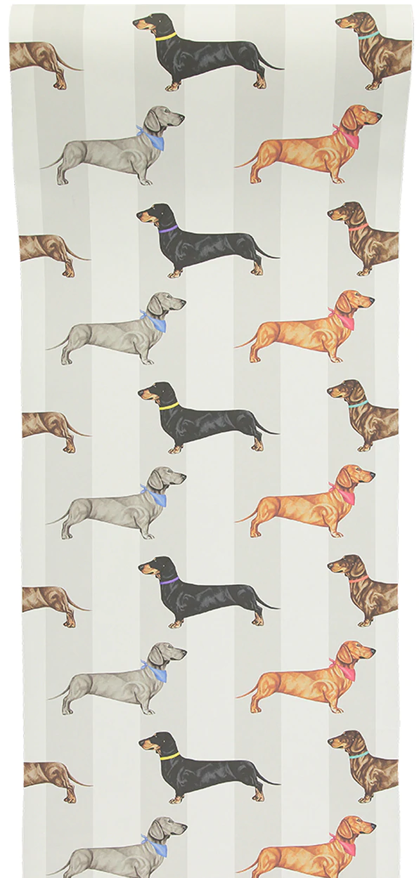 cute dachshund wallpapers 0050