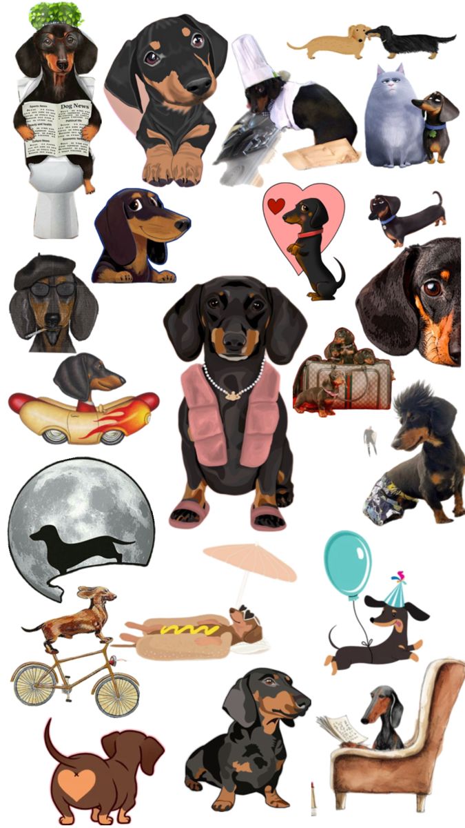 cute dachshund wallpapers 0052