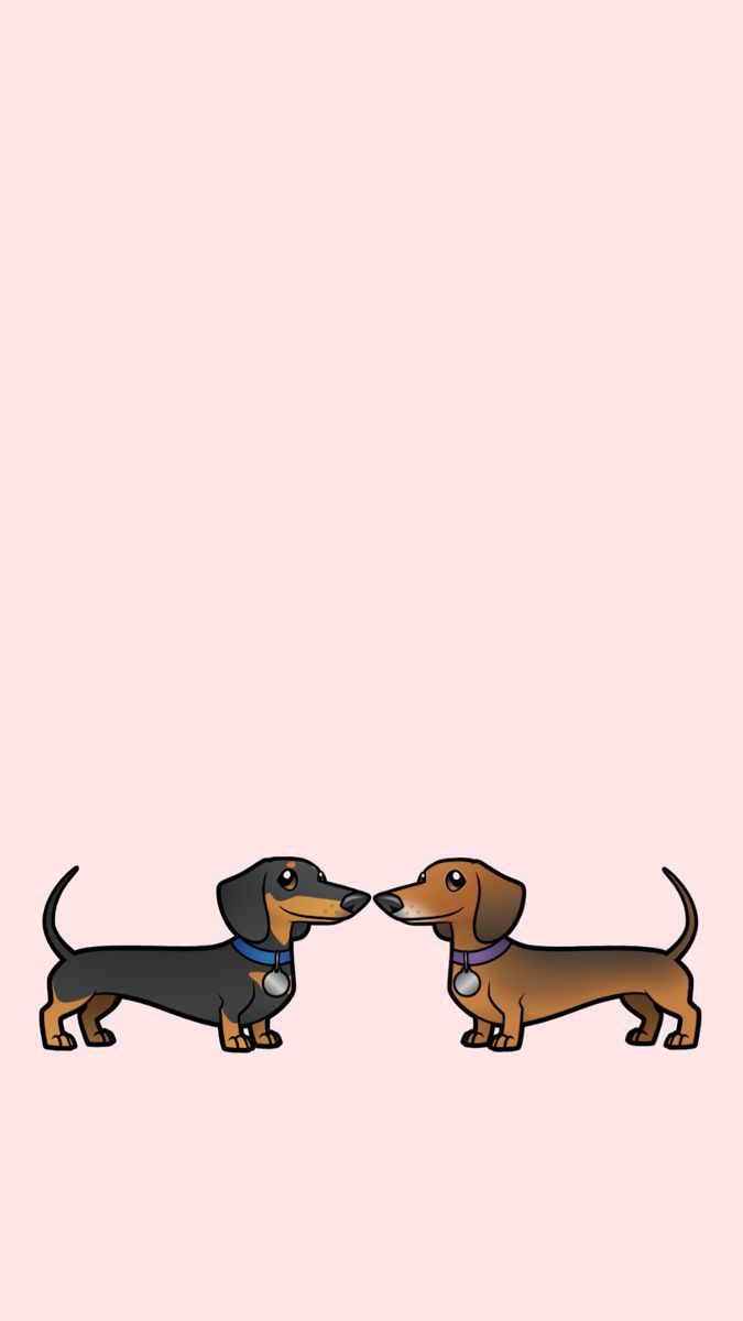 cute dachshund wallpapers 0058