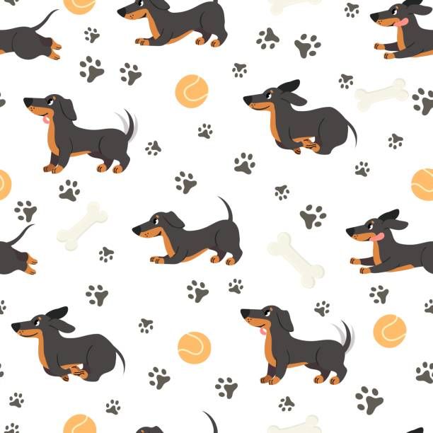 cute dachshund wallpapers 0060