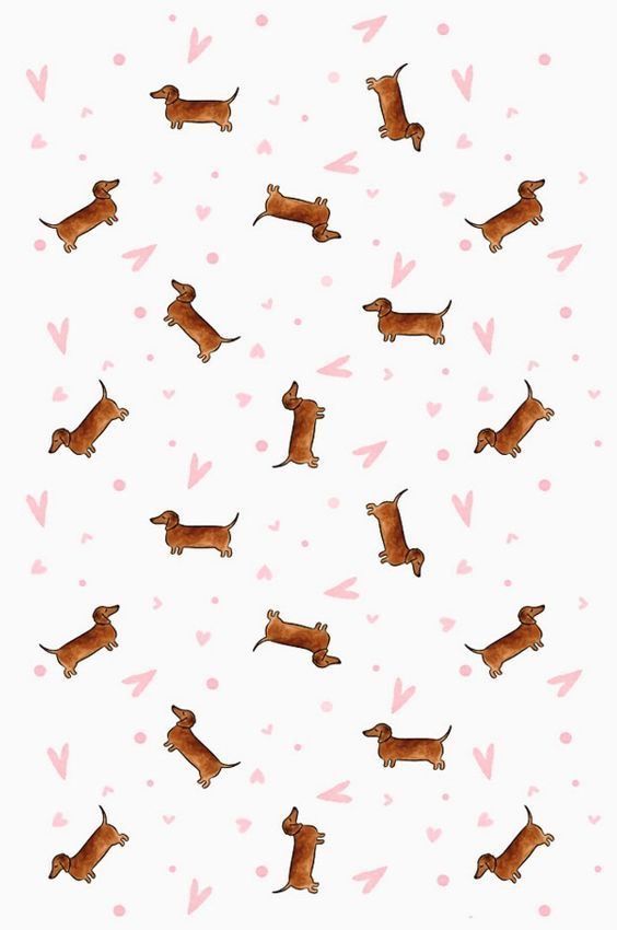 cute dachshund wallpapers 0070