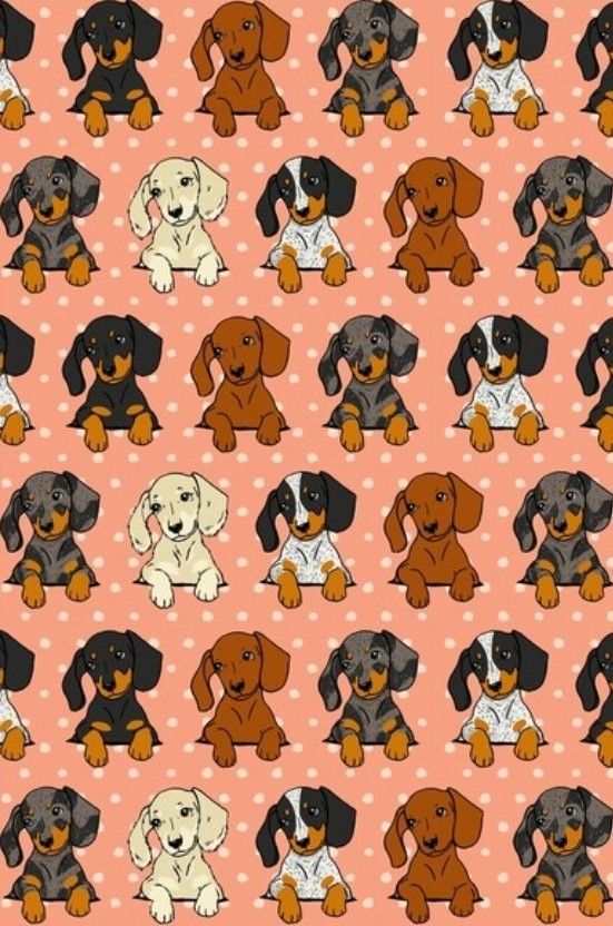 cute dachshund wallpapers 0084