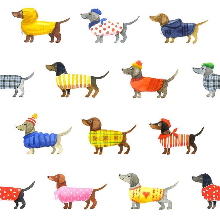 cute dachshund wallpapers 0085