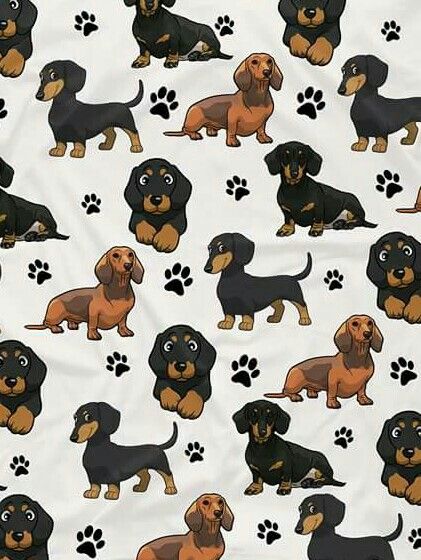 cute dachshund wallpapers 0089