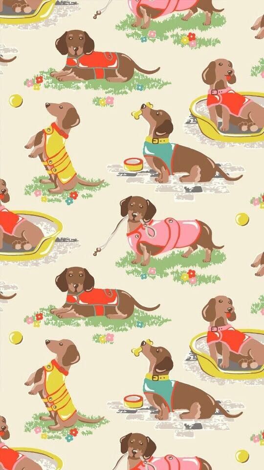 cute dachshund wallpapers 0097