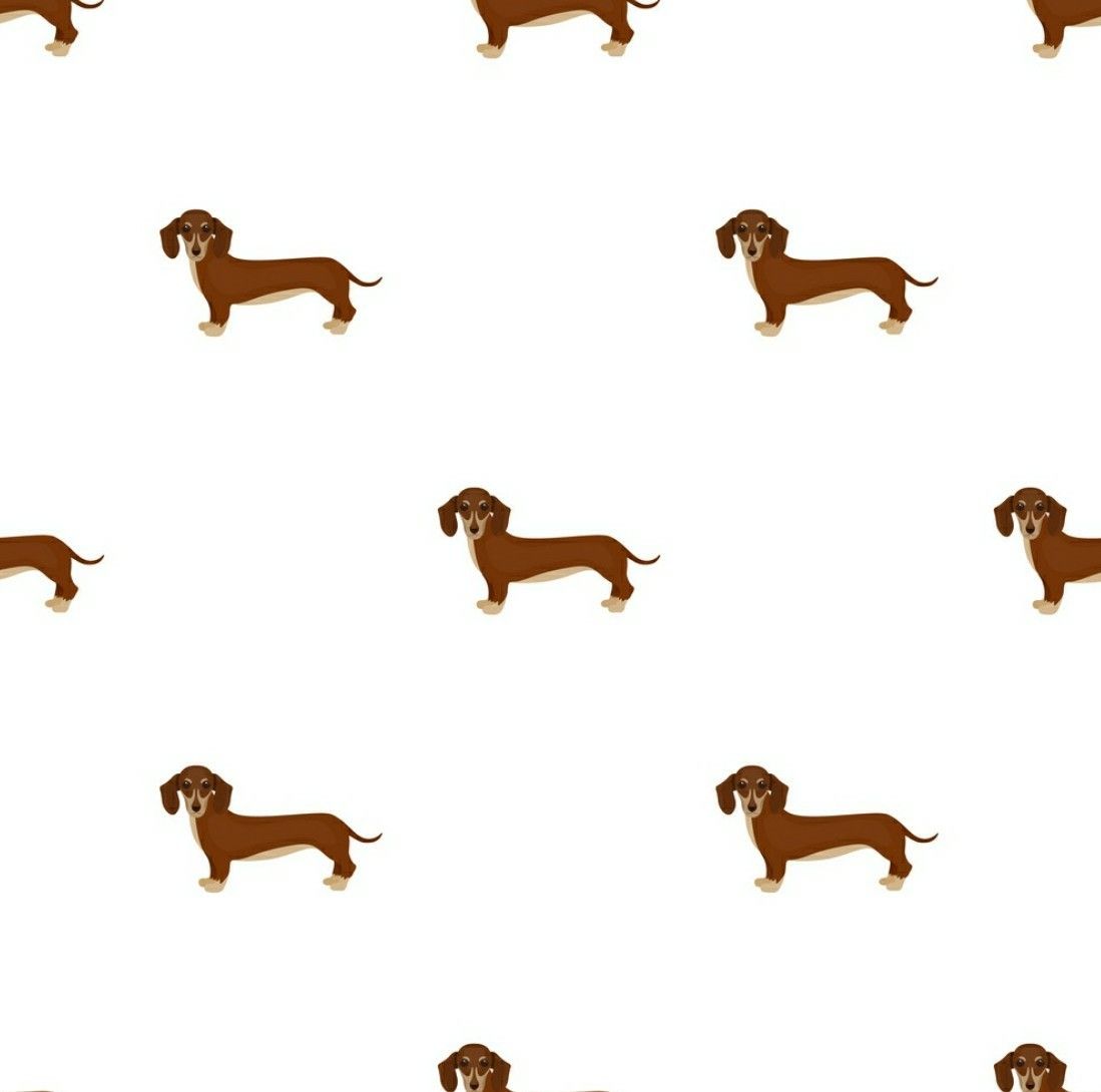 cute dachshund wallpapers 0098