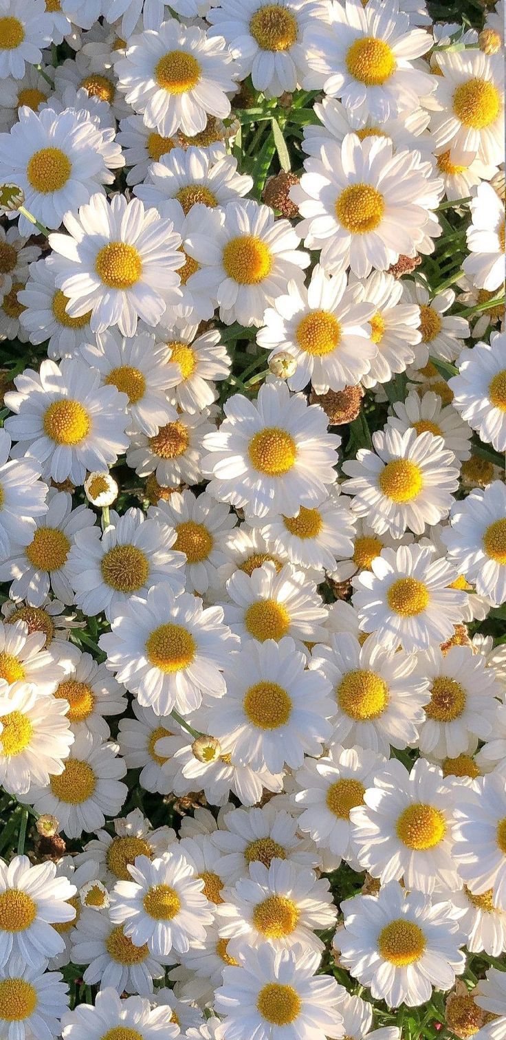 cute daisy wallpaper designs