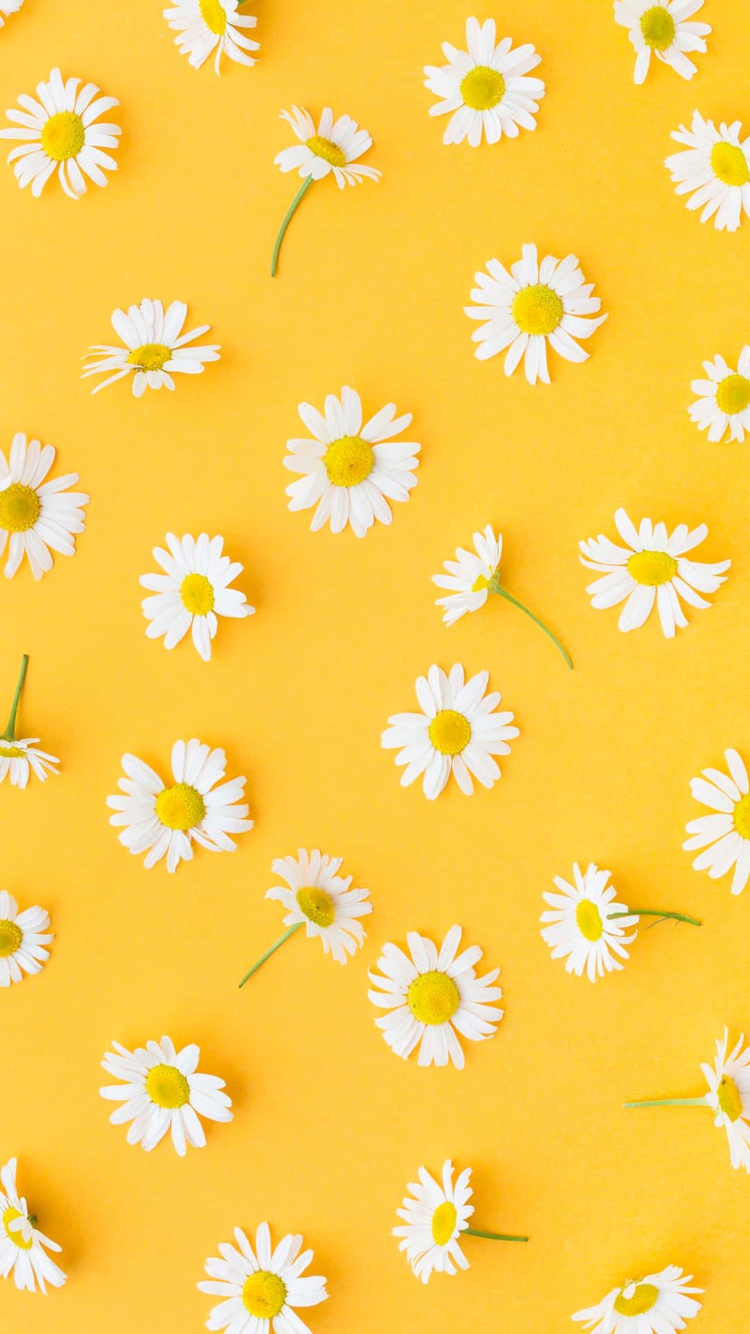 cute daisy wallpapers 0016