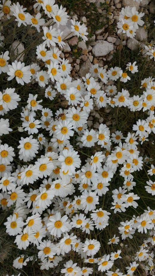 cute daisy wallpapers 0021