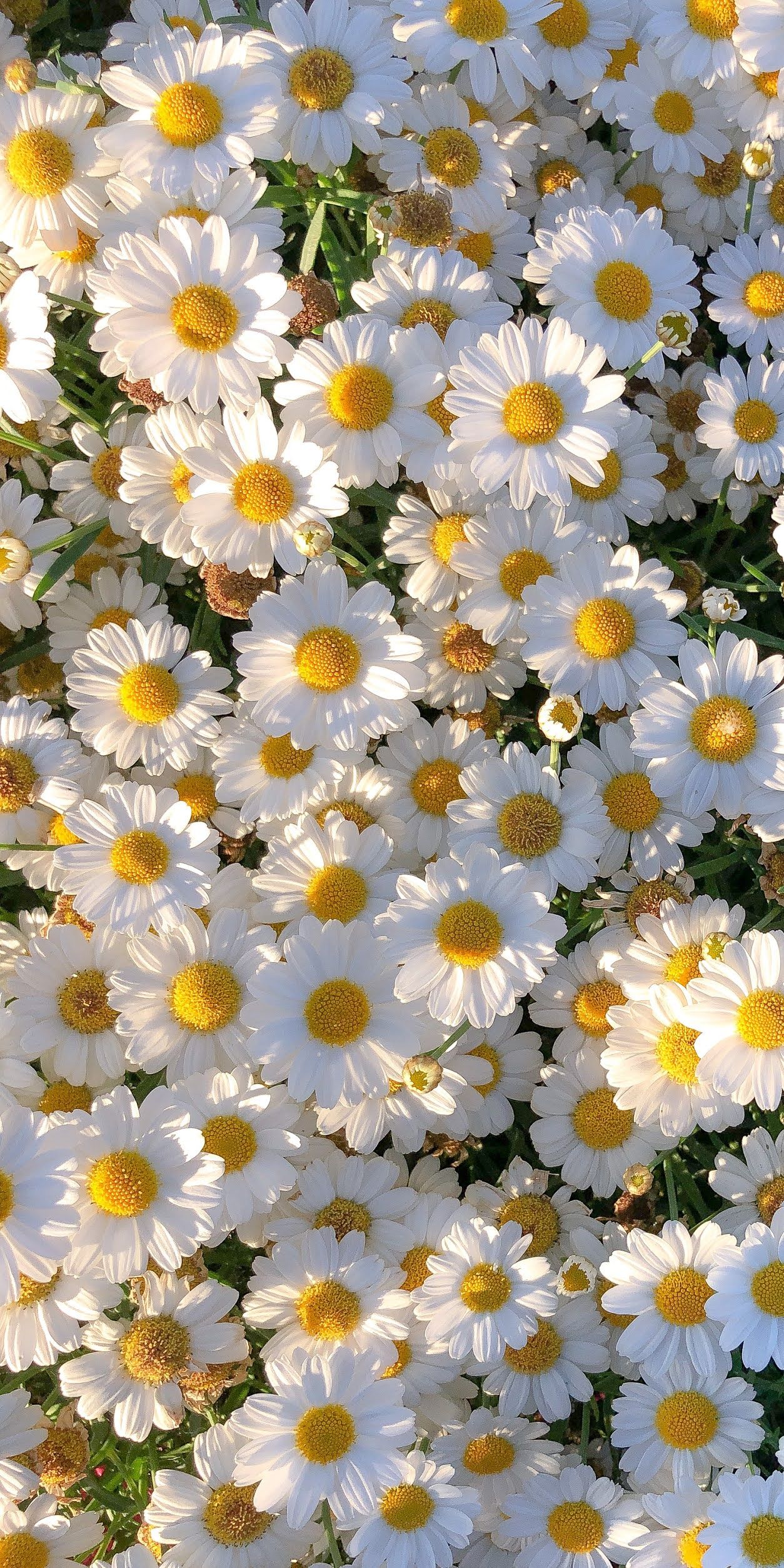 cute daisy wallpapers 0027