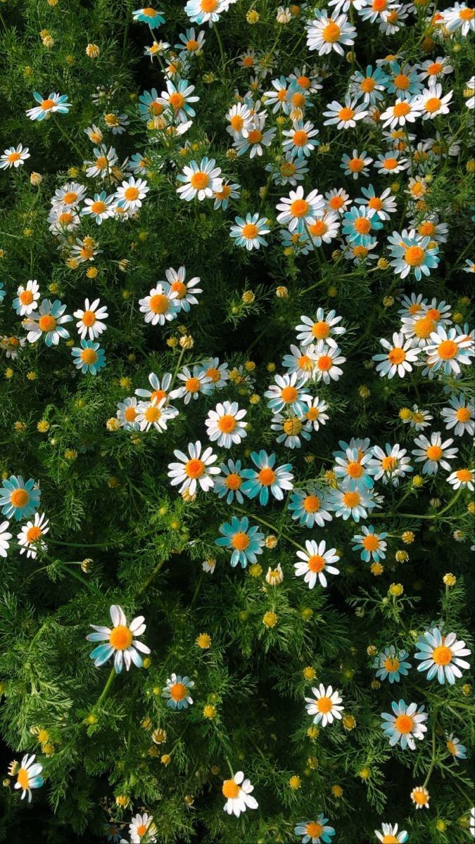 cute daisy wallpapers 0030