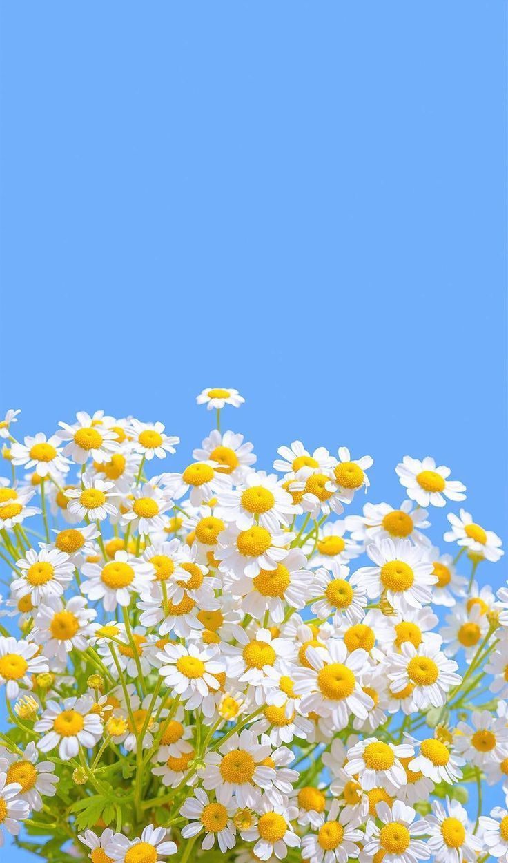 cute daisy wallpapers 0044