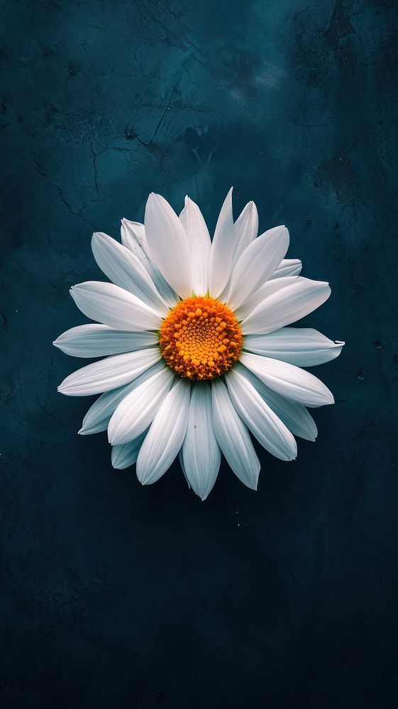 cute daisy wallpapers 0047