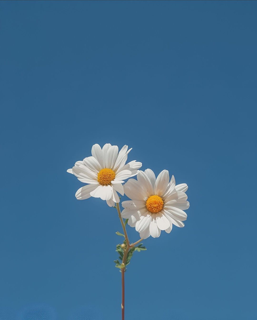 cute daisy wallpapers 0055