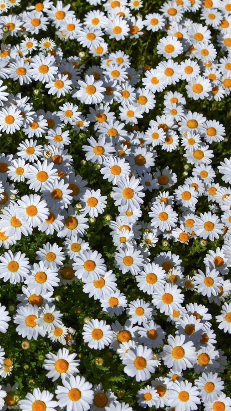 cute daisy wallpapers 0060