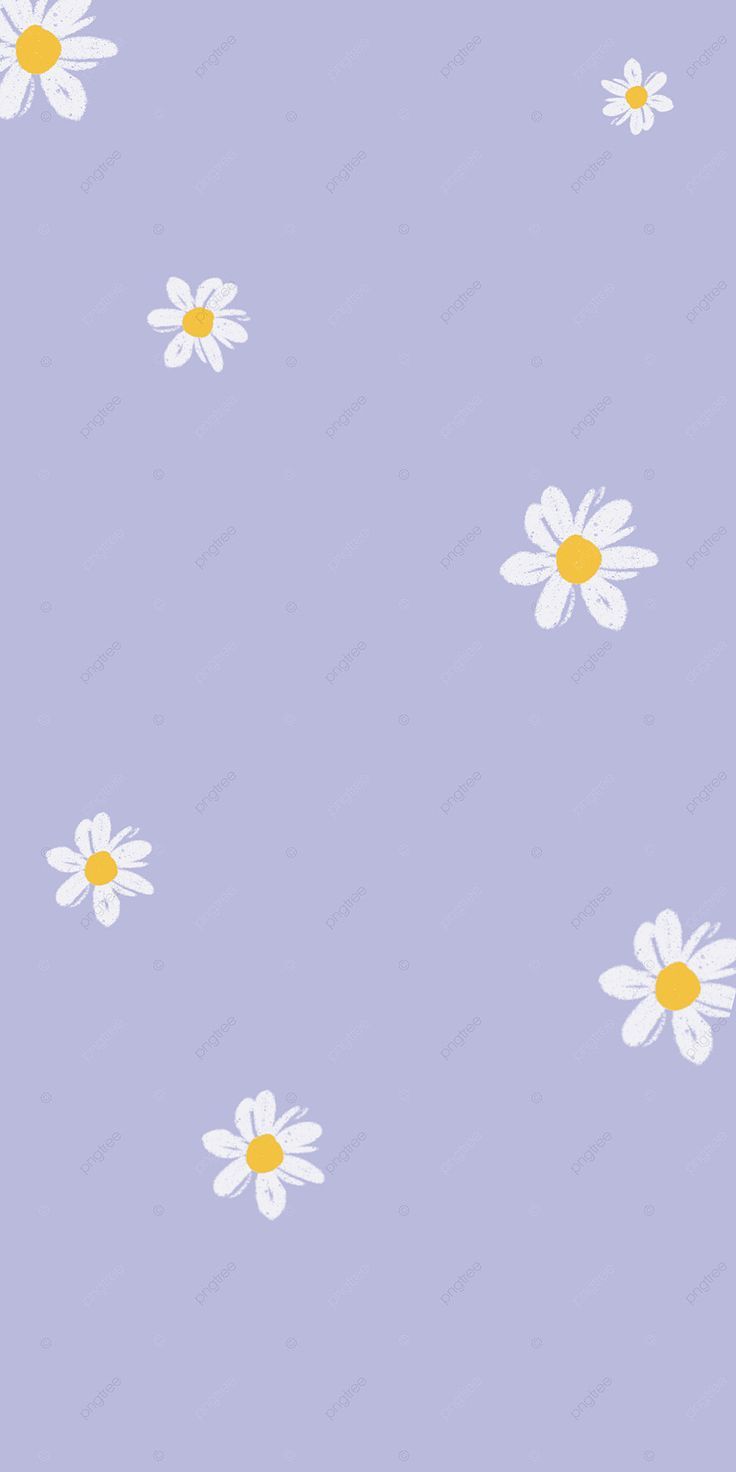 cute daisy wallpapers 0062