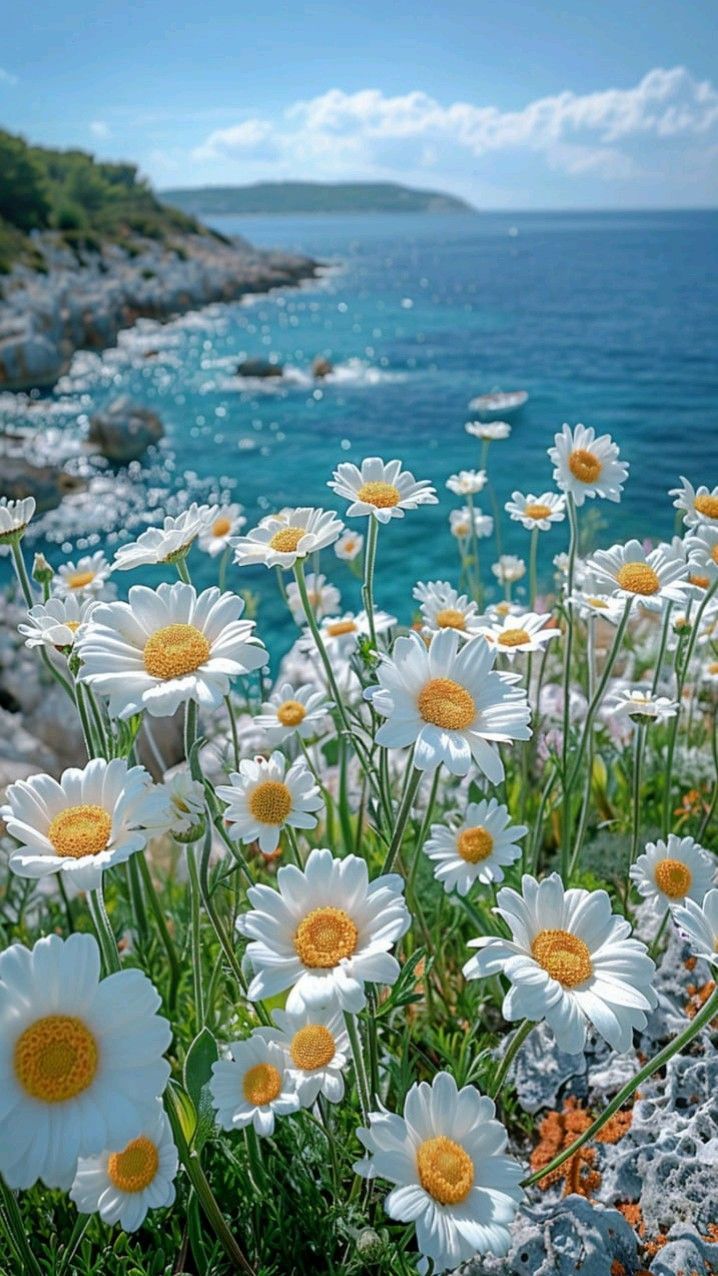 cute daisy wallpapers 0064