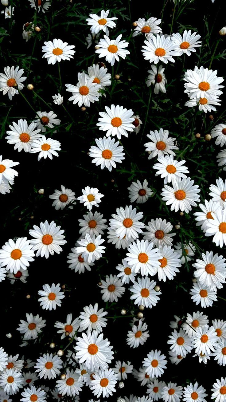 cute daisy wallpapers 0066