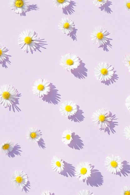 cute daisy wallpapers 0067