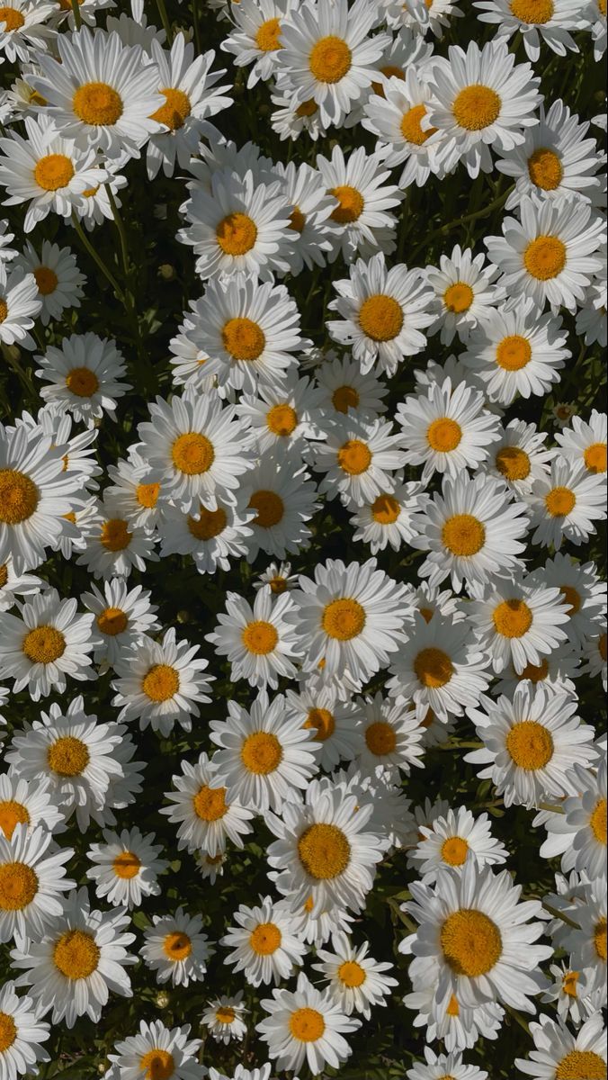 cute daisy wallpapers 0069