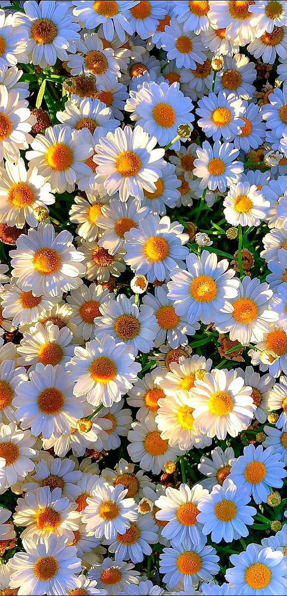 cute daisy wallpapers 0079