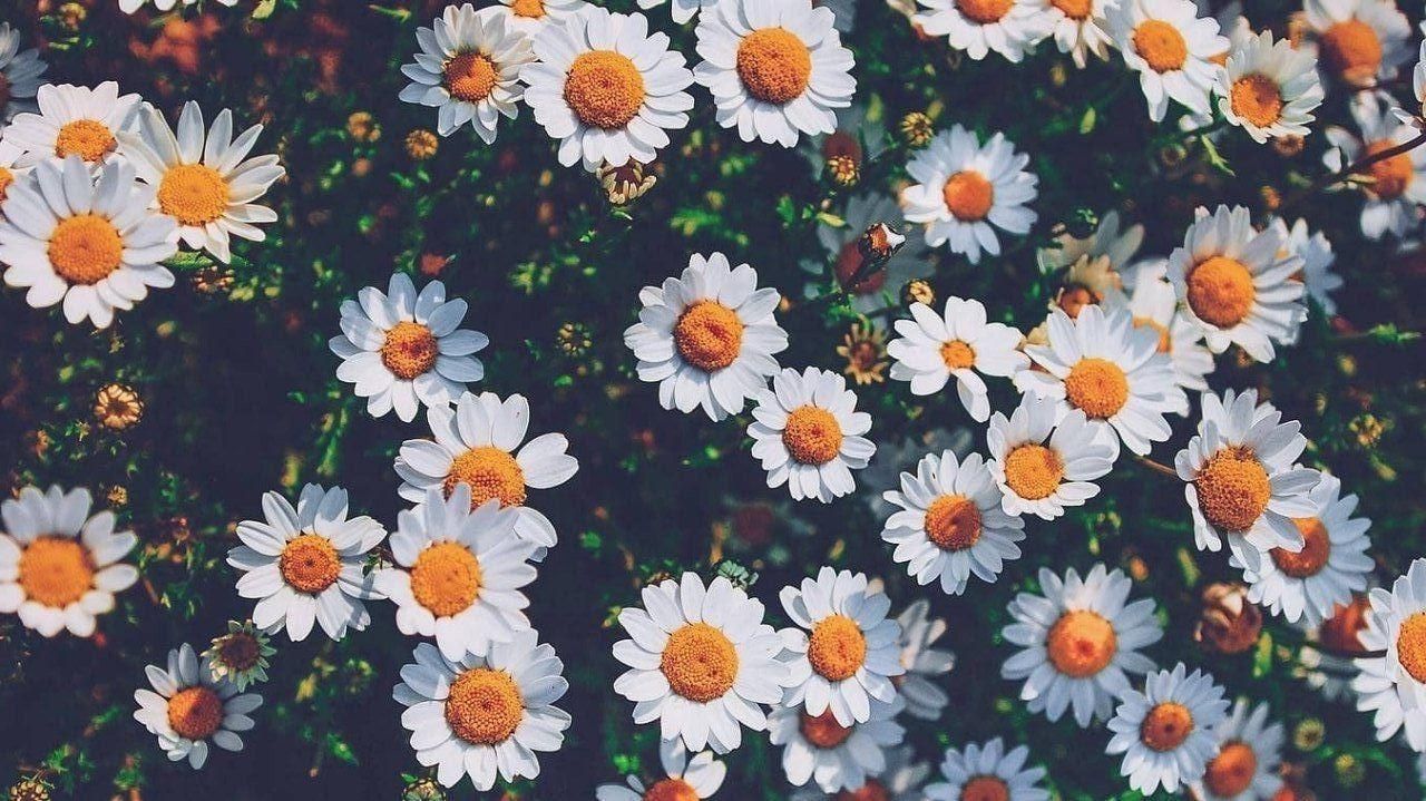 cute daisy wallpapers 0080