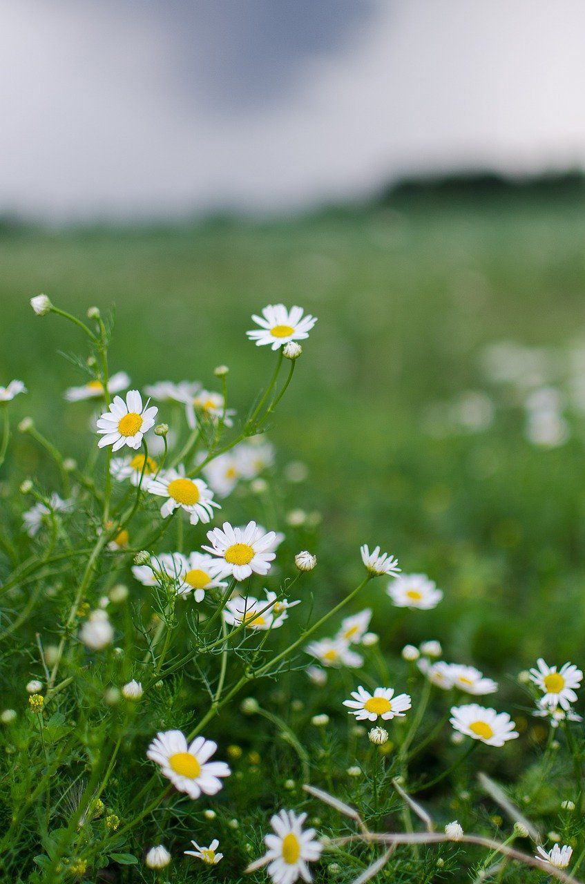 cute daisy wallpapers 0081