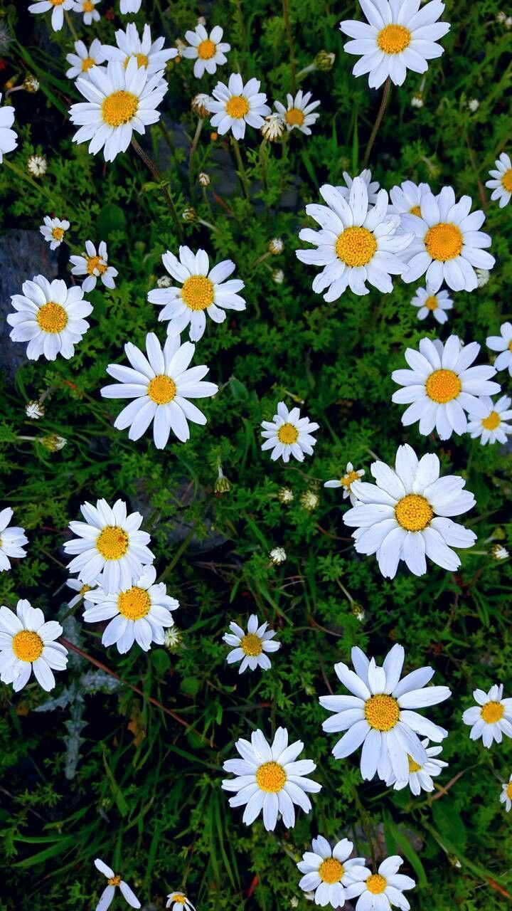 cute daisy wallpapers 0086