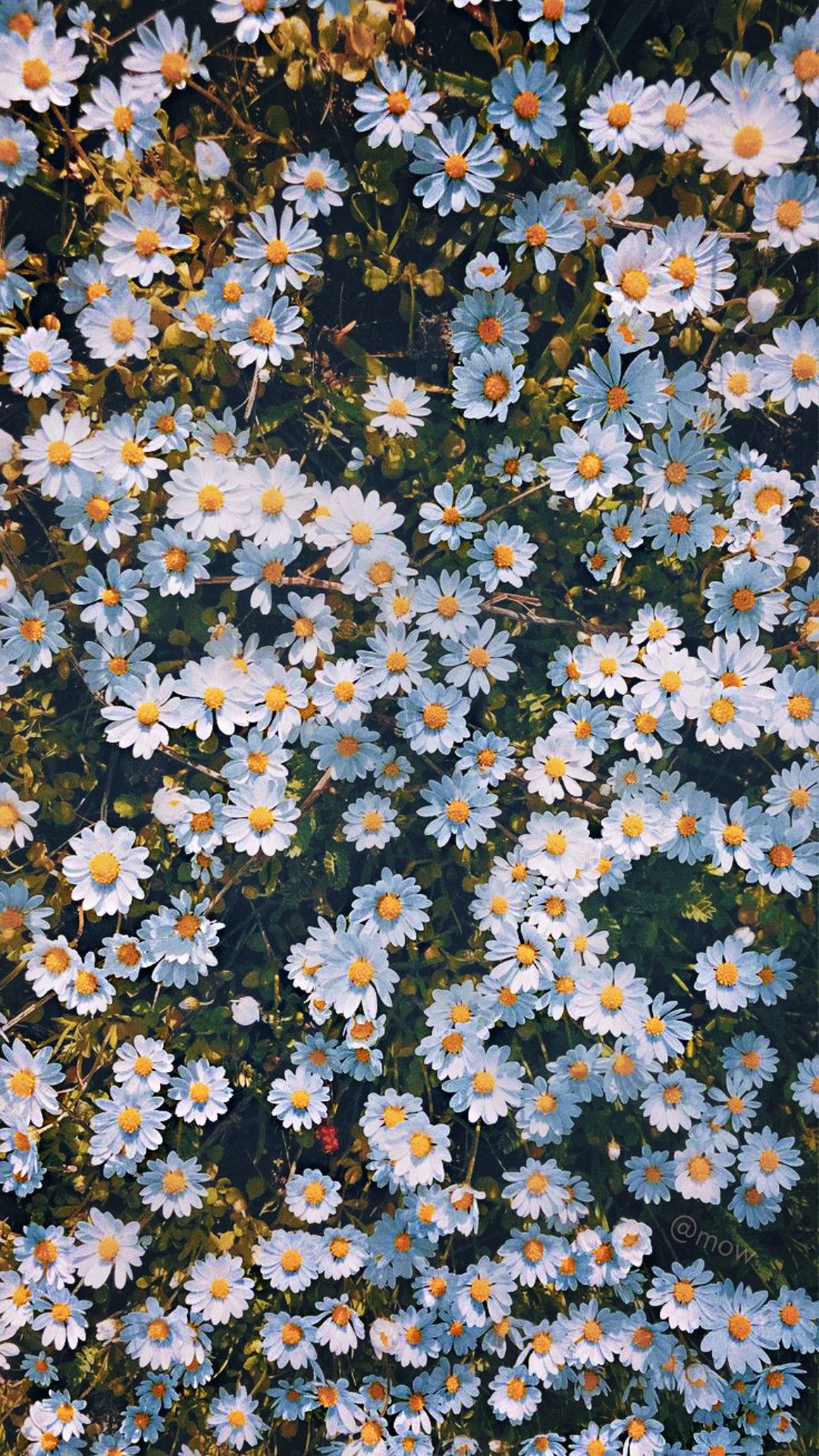 cute daisy wallpapers 0088