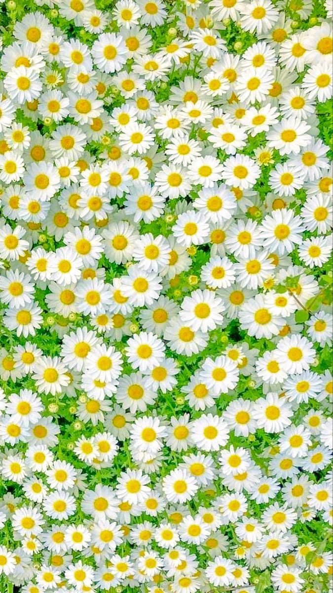 cute daisy wallpapers 0096