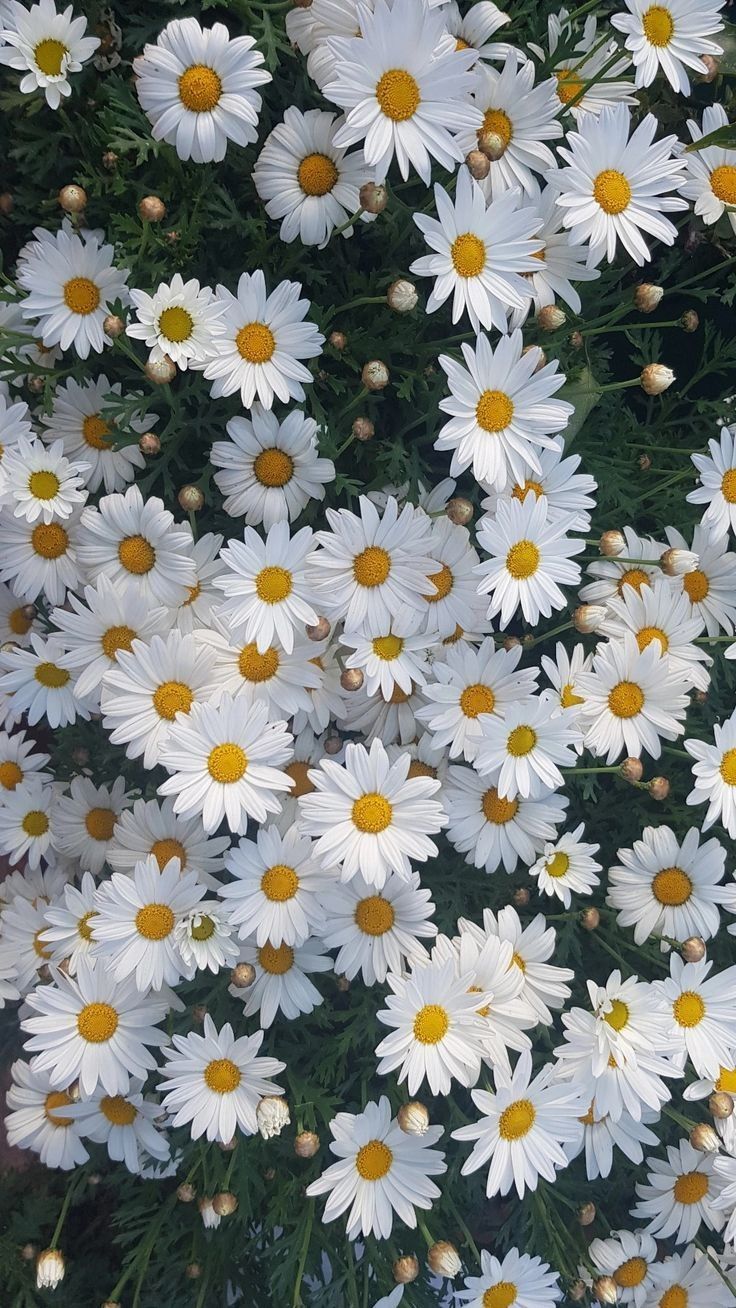 cute daisy wallpapers 0098