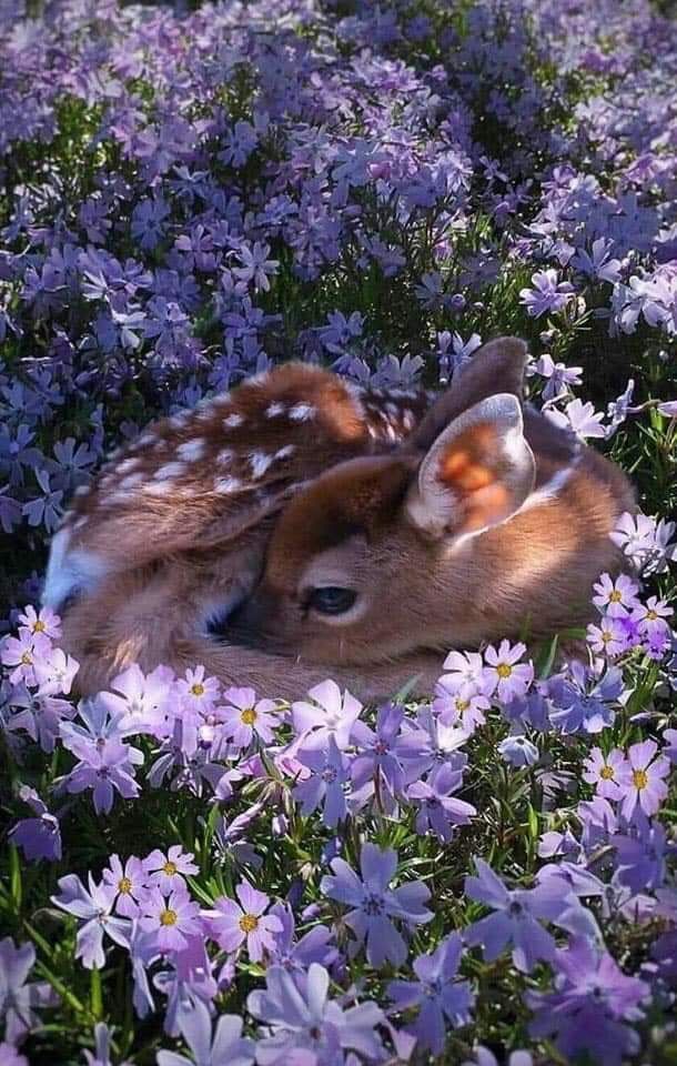 cute deer wallpapers 0034