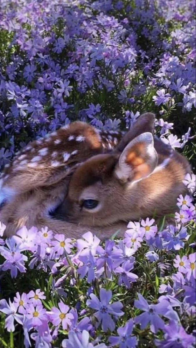 cute deer wallpapers 0042