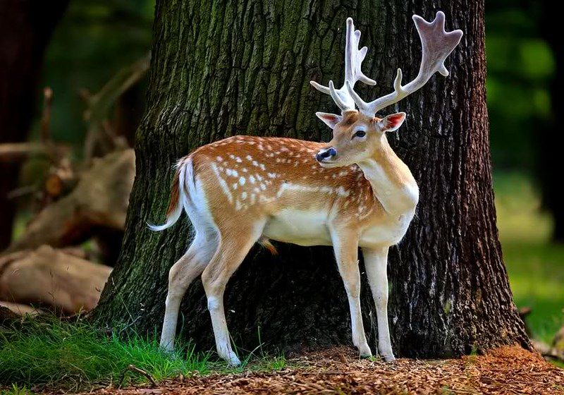 cute deer wallpapers 0072