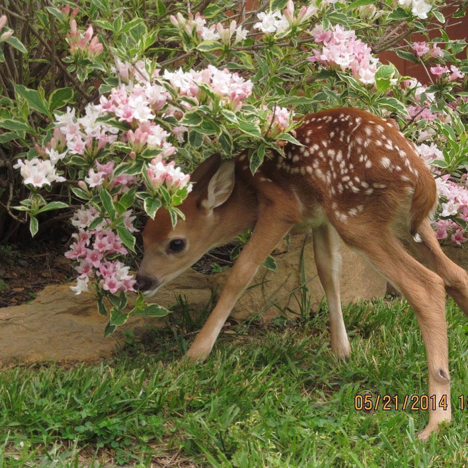 cute deer wallpapers 0098