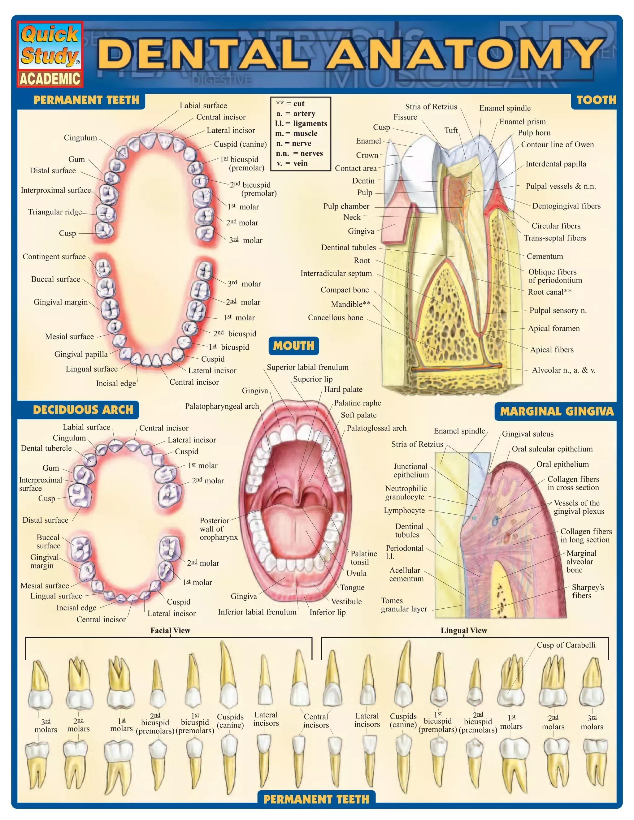 cute dental hygiene wallpaper 0046