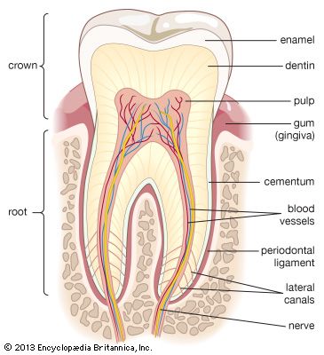 cute dental hygiene wallpaper 0079