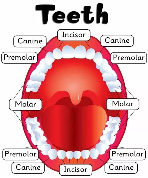 cute dental hygiene wallpaper 0094