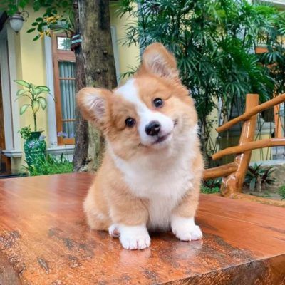 cute dog wallpapers 0012