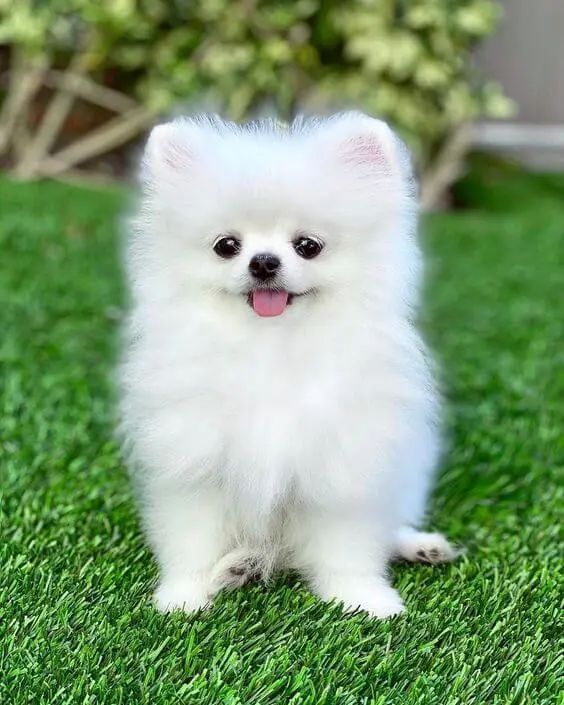 cute dog wallpapers 0030