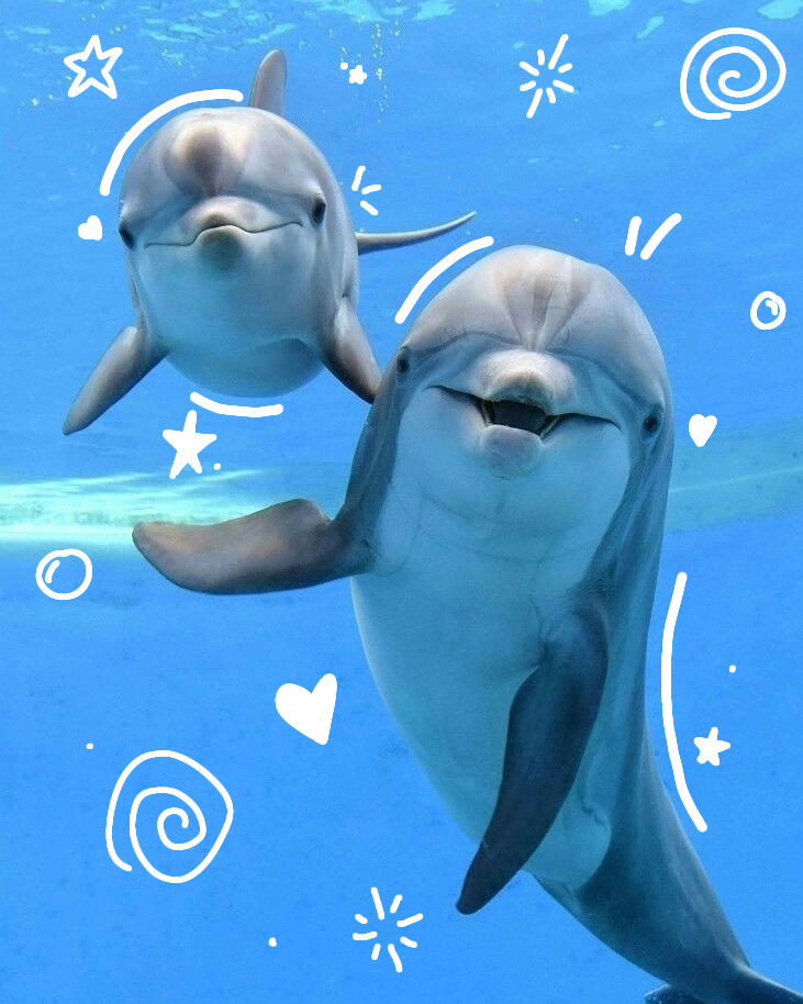 cute dolphin wallpapers for mobile