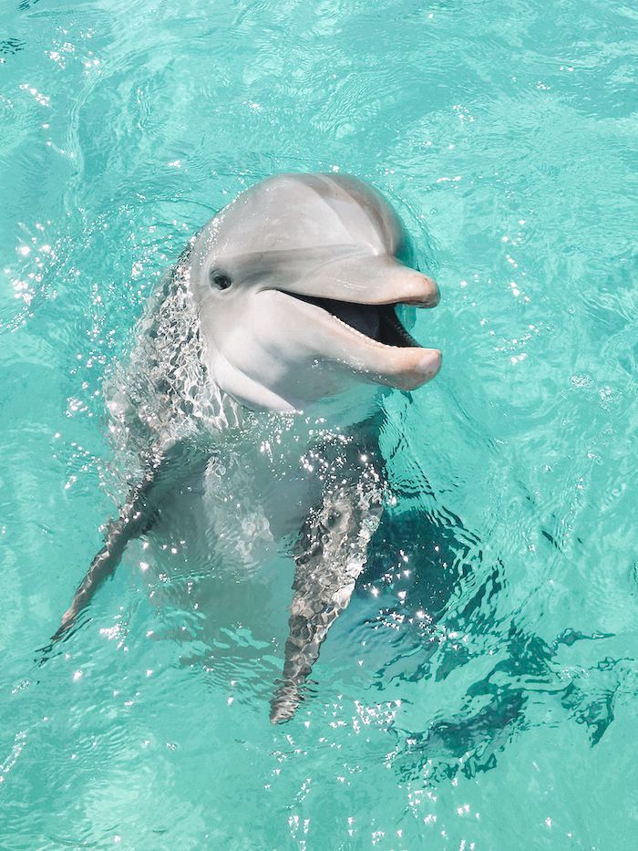 cute dolphin wallpapers 0014