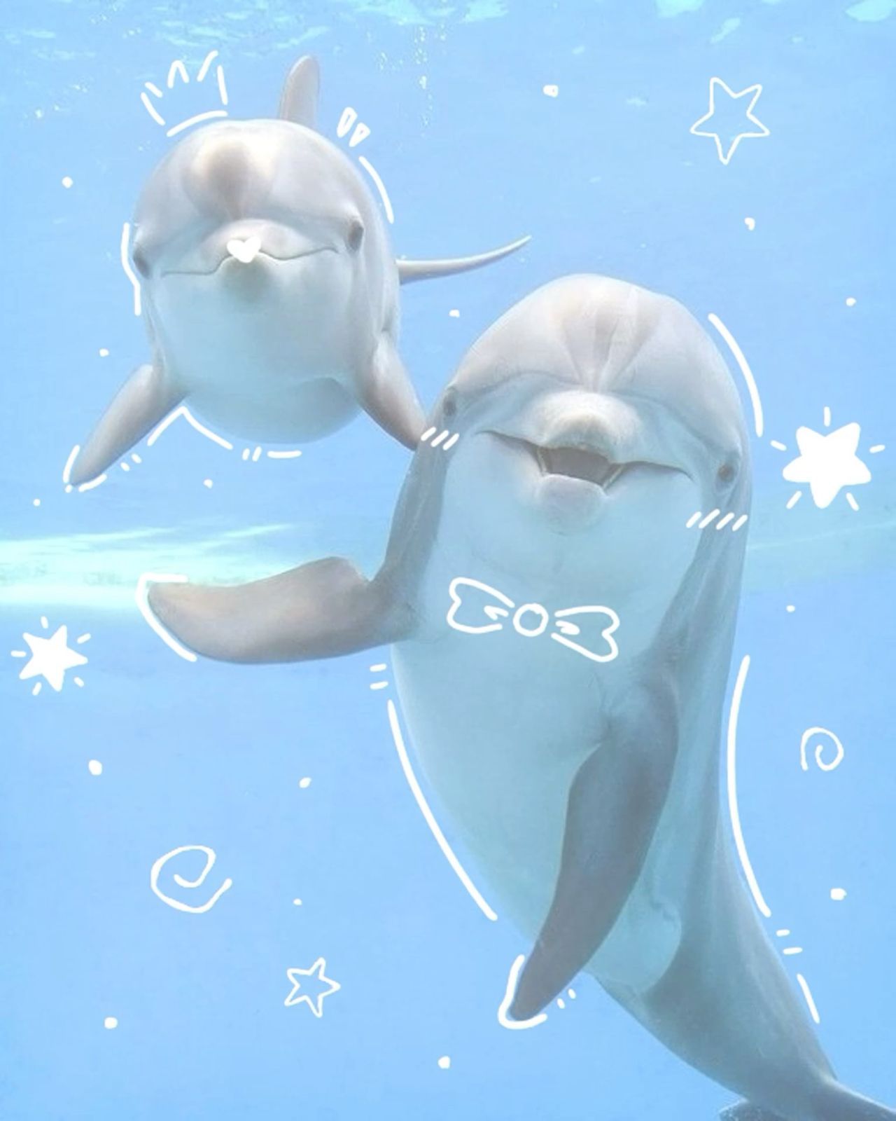 cute dolphin wallpapers 0015