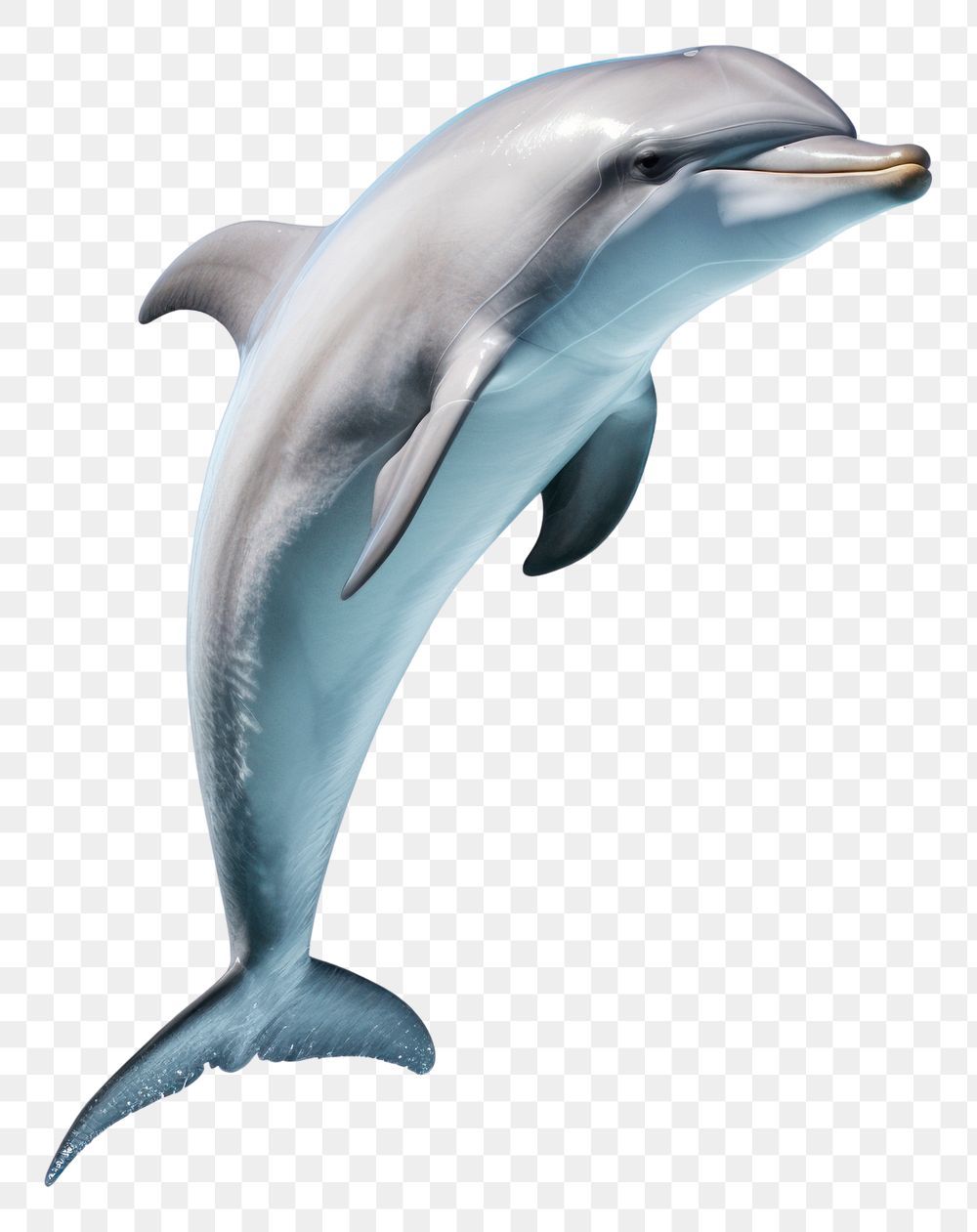 cute dolphin wallpapers 0019